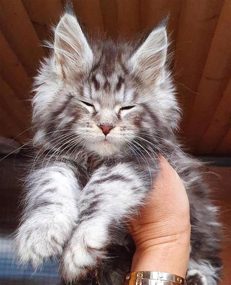 Maine Coon Rescue ― ADOPTIONS